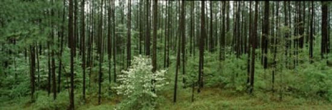 Flowering Dogwood (Cornus florida) trees in a forest Alabama USA Canvas Art - Panoramic Images (18 x 6)