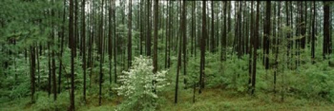 Flowering Dogwood (Cornus florida) trees in a forest Alabama USA Canvas Art - Panoramic Images (36 x 12)