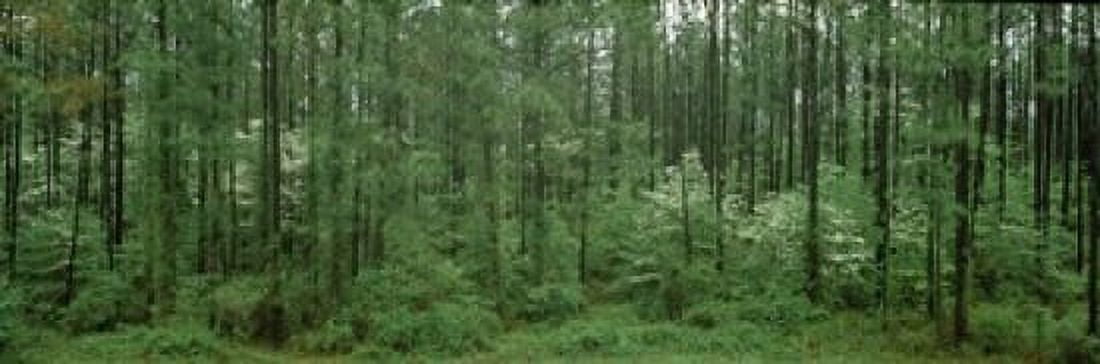 Flowering Dogwood (Cornus florida) trees in a forest Alaska USA Canvas Art - Panoramic Images (18 x 6)