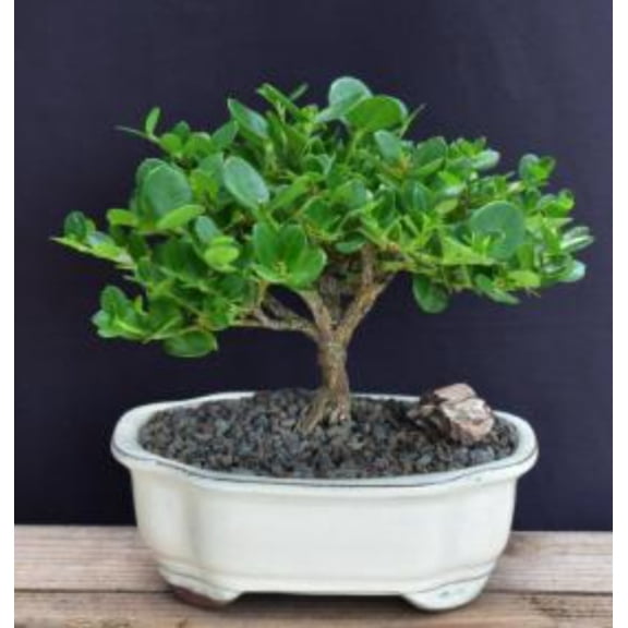 Flowering Dwarf Plum Bonsai Tree Flower Plant - Medium (carissa macrocarpa)