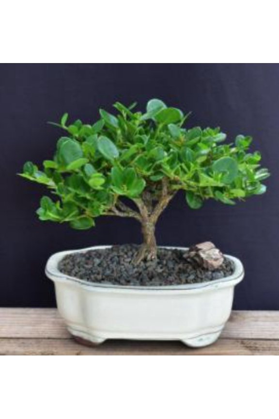 Flowering Dwarf Plum Bonsai Tree Flower Plant - Medium (carissa macrocarpa)