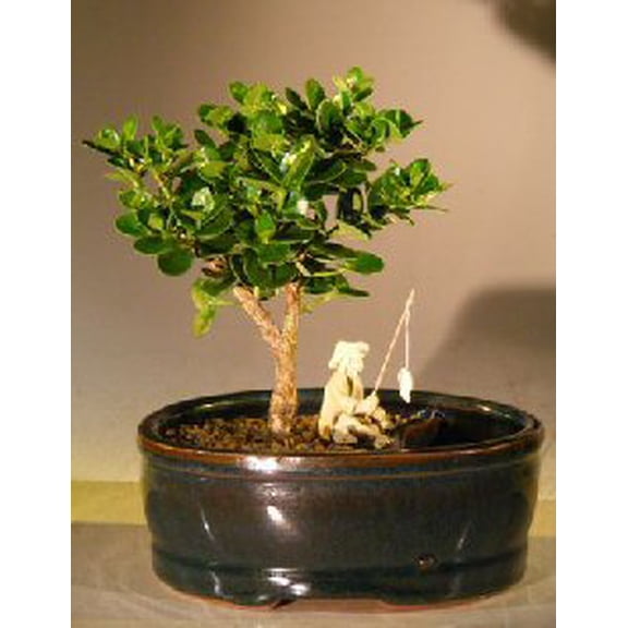 Flowering Dwarf Plum Bonsai Tree Plant Land/Water Pot - Small (carissa macrocarpa)