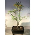 thumbnail image 1 of Flowering Dwarf Sweet Acacia Bonsai Tree - Acacia Farnesiana, 1 of 1