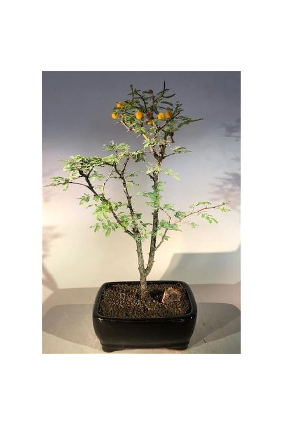Flowering Dwarf Sweet Acacia Bonsai Tree - Acacia Farnesiana