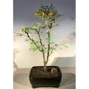 Flowering Dwarf Sweet Acacia Bonsai Tree - Acacia Farnesiana