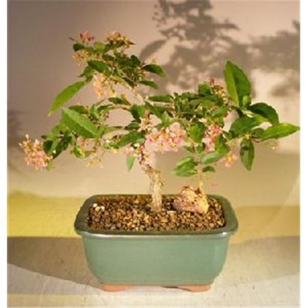 Flowering Dwarf Weeping Barbados Cherry Bonsai Tree - Malpighia Pendiculata - Medium