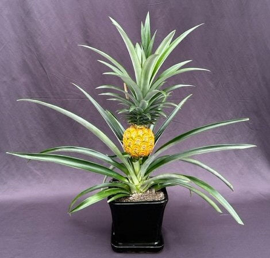 Pineapple Plant