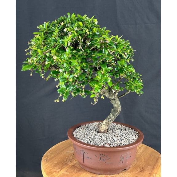 Flowering Fukien Tea Bonsai Tree (Ehretia microphylla), 21-Year-Old Live Indoor Bonsai in Brown Ceramic Pot
