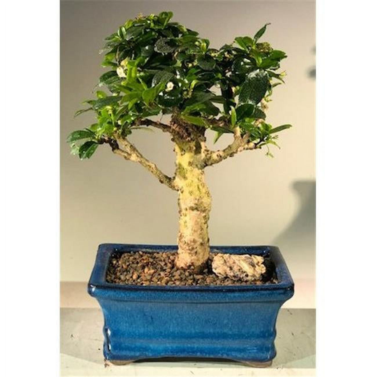 Flowering Fukien Tea Bonsai Tree with Upright Aged - Ehretia Microphylla -  Walmart.com