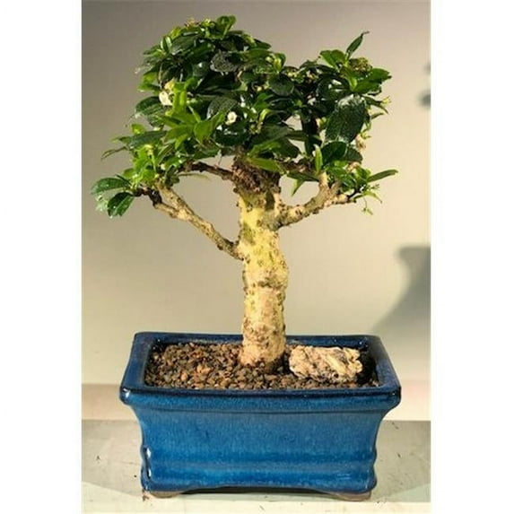 Flowering Fukien Tea Bonsai Tree with Upright Aged - Ehretia Microphylla