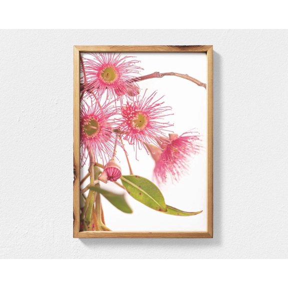 Flowering Gum Eucalyptus Print, Australian Native Flower Photography, Flower Wall Art, Australian Flowers Botanical Print Home Decor #3837, Stretched Canvas Size 8x12