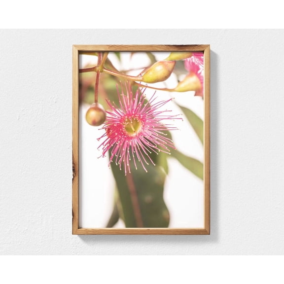 Flowering Gum Eucalyptus Wall Art Print, Australian Native Botanical Decor Unframed Paper Print