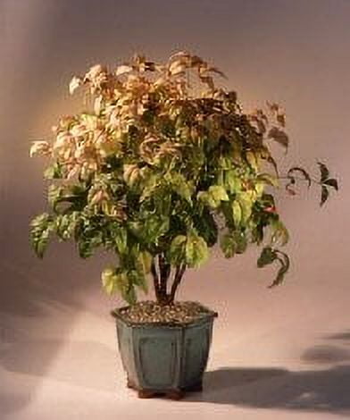 buy chinese money plant Pilea Peperomioides 'Chinese Money'
