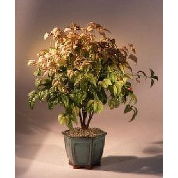 Flowering Heavenly Bamboo Bonsai Tree (nandina domestica - 'firepower')