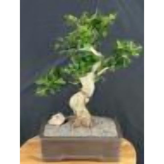 Flowering Indoor Bonsai Tree with White Blooms and Red Berries, Live Evergreen Bonsai Plant in Un-Glazed Ceramic Pot, 18 Inch Tall