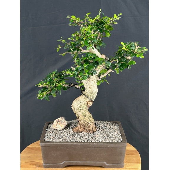 Flowering Indoor Bonsai Tree with White Blooms and Red Berries, Live Evergreen Bonsai Plant in Un-Glazed Ceramic Pot, 18 Inch Tall
