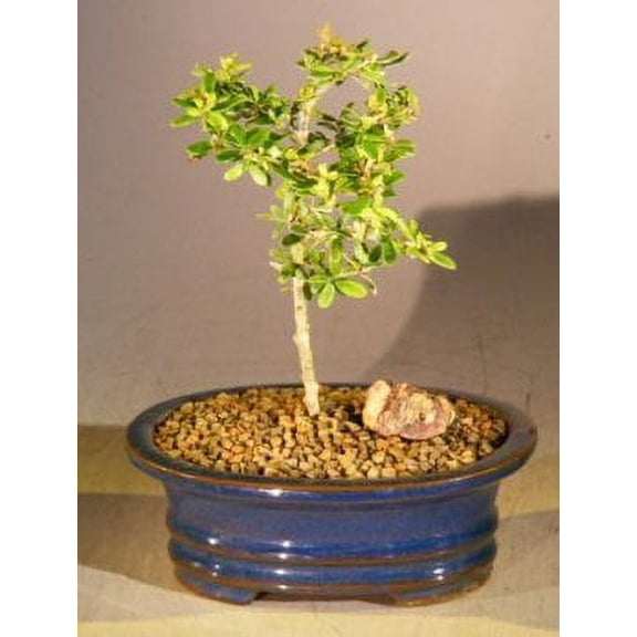 Flowering Indoor Neea Buxifolia Bonsai with Humidity Tray