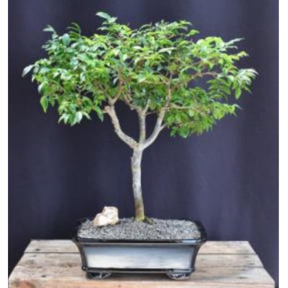 Flowering Jaboticaba Bonsai Tree Flower Plant (eugenia cauliflora)