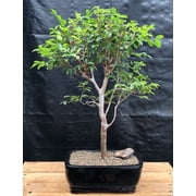 Flowering Jaboticaba Bonsai Tree - Large eugenia cauliflora