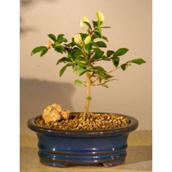Flowering Lavender Star Flower Bonsai Tree