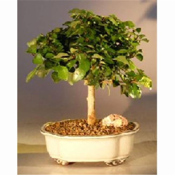 Flowering Parrots Beak Tree - Gmelina Philippensis - Medium