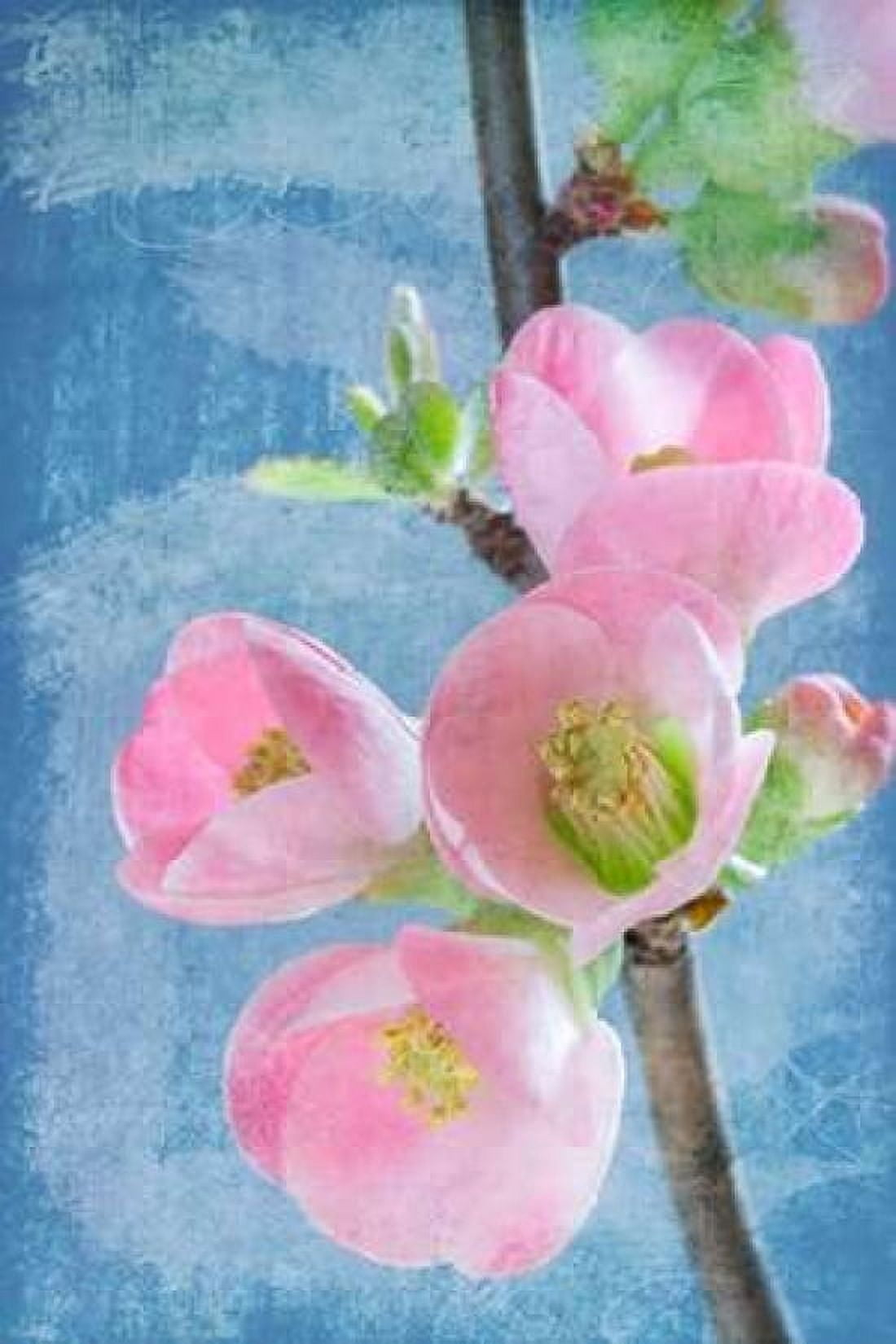 Flowering Quince I Canvas Art - Kathy Mahan (12 x 18)