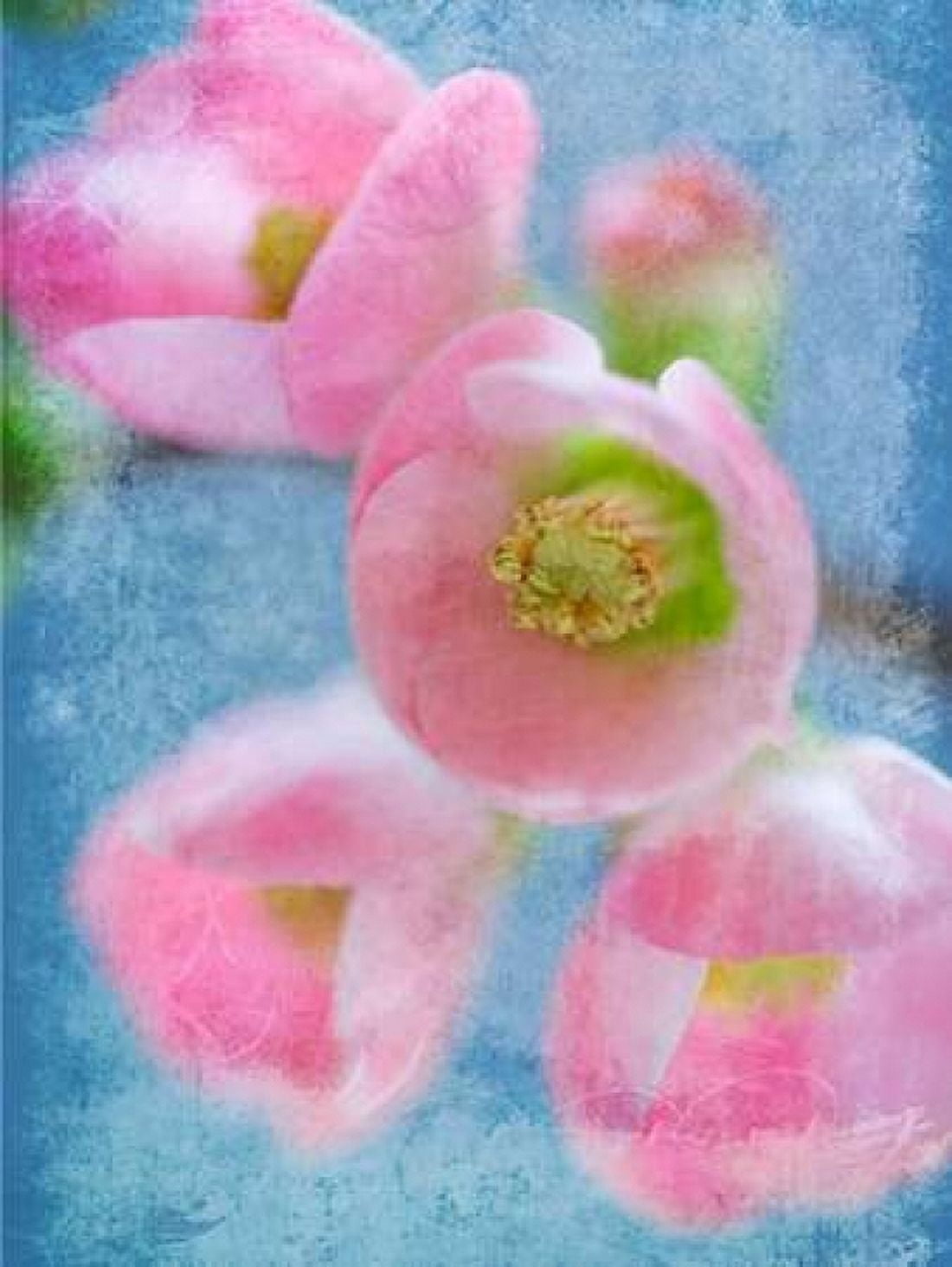 Flowering Quince II Canvas Art - Kathy Mahan (18 x 24)