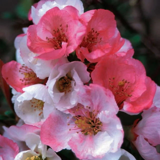 Flowering Quince 'Toyo Nishiki'