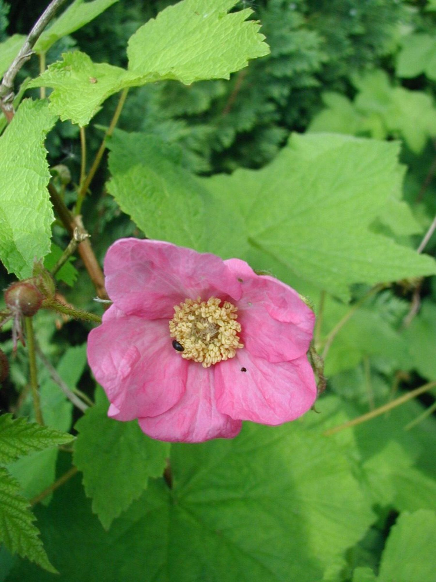 Flowering Raspberry - Walmart.com