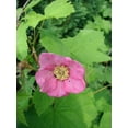 thumbnail image 1 of Flowering Raspberry, 1 of 1