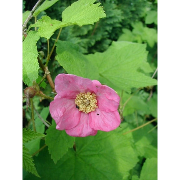 Flowering Raspberry