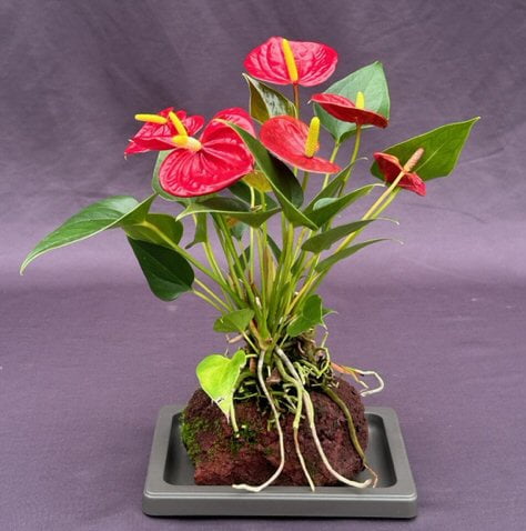 Flowering Red Anthurium In Hawaiian Lava Rock ("small talk") Bonsai Tree ( anthurium andraeanum) - Walmart.com