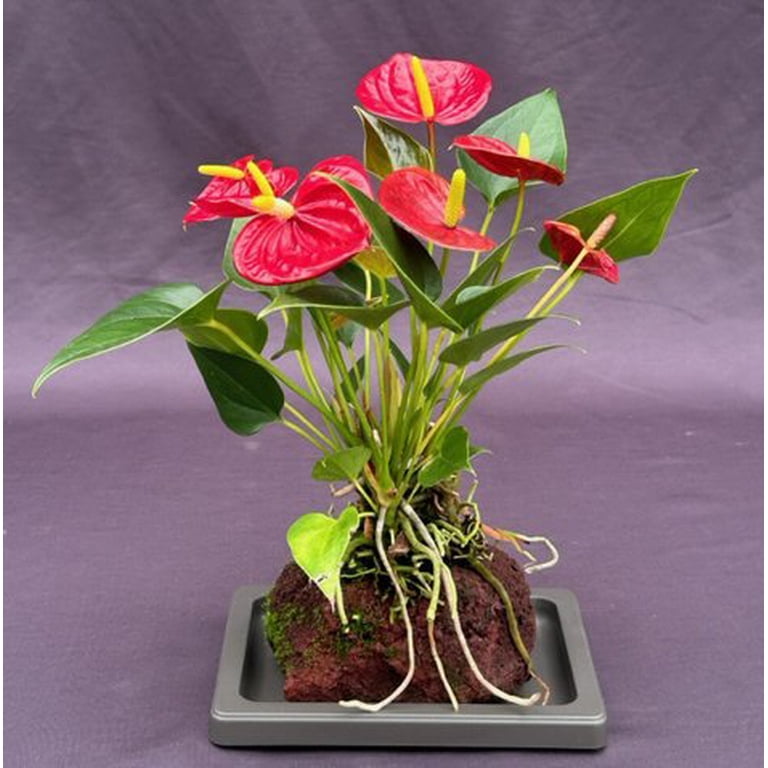 Flowering Red Anthurium In Hawaiian Lava Rock ("small talk") Bonsai Tree  (anthurium andraeanum)