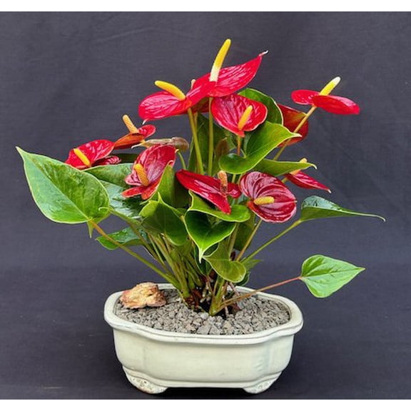Flowering Red Anthurium ("small talk") Bonsai Tree Plant (anthurium andraeanum)