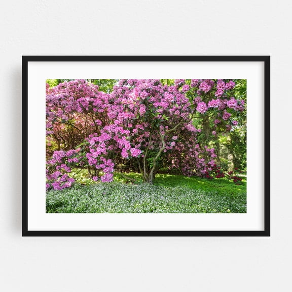 Flowering Rhododendrons in Spring Woodland - Photography Flowers Floral Garden Nature Botanical Scenic Landscape Black Framed Wall Art Print 5 x 7 inches