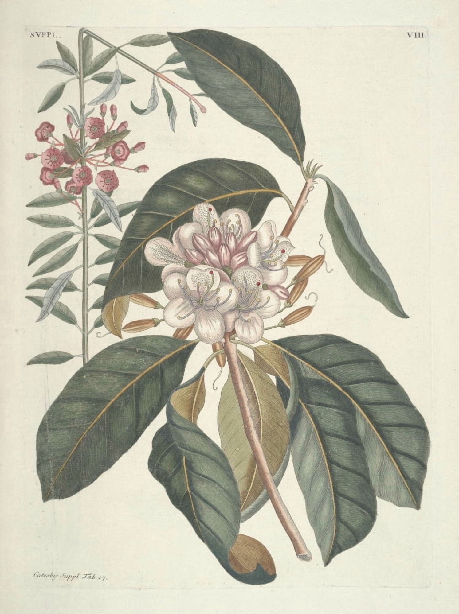 Flowering Shrub Canvas Art - Mark Catesby (18 x 24)
