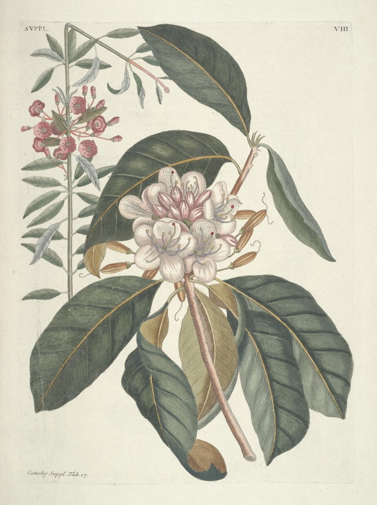 Flowering Shrub Canvas Art - Mark Catesby (24 x 36)