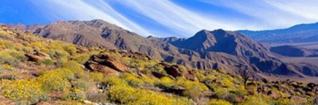 Flowering Shrubs Anza Borrego Desert State Park California Canvas Art - Panoramic Images (36 x 12)
