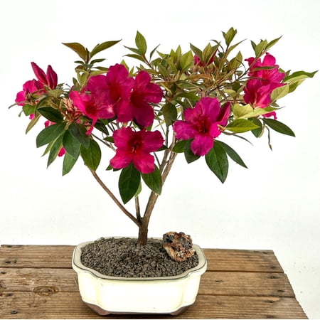 Flowering Tropical Red Formosa Azalea Bonsai Tree with Humidity Tray