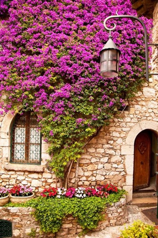 Flowering Vines Historic Eze Canvas Art - Brian Jannsen DanitaDelimont (19 x 29)