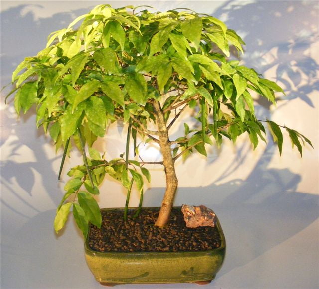 Flowering Water Jasmine Bonsai Tree - Large (wrightia religiosa) -  Walmart.com