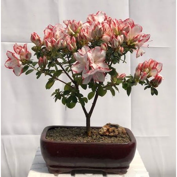 Flowering White Azalea Bonsai Tree