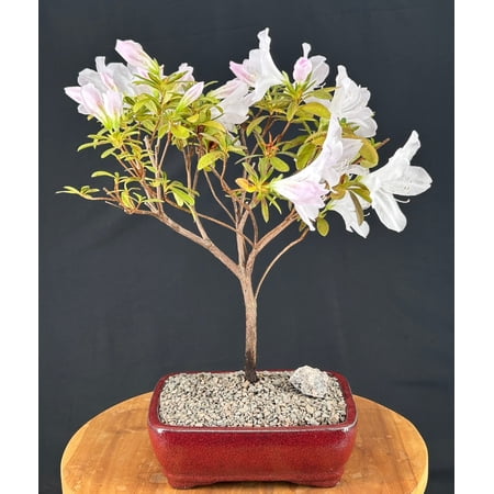 Flowering White G.G. Gerbing Azalea Bonsai Tree, with Humidity Tray