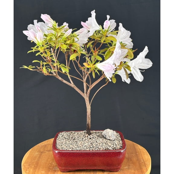 Flowering White G.G. Gerbing Azalea Bonsai Tree, with Humidity Tray