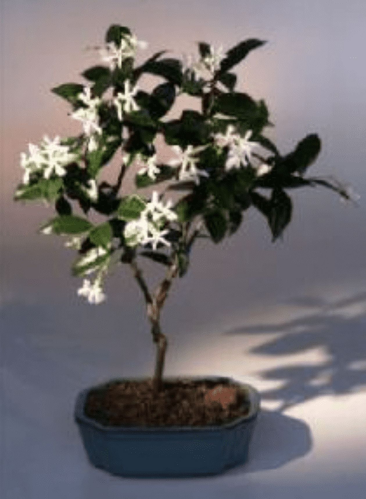 Flowering White Jasmine 6 years old, 12" - 16" tall with intensely fragrant Great for indoor