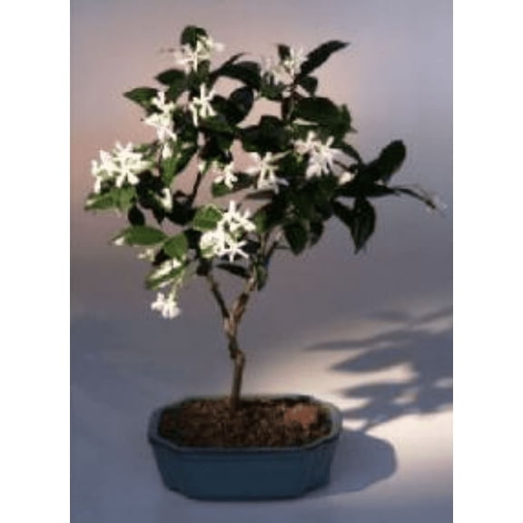 Flowering White Jasmine 6 years old, 12" - 16" tall with intensely fragrant Great for indoor
