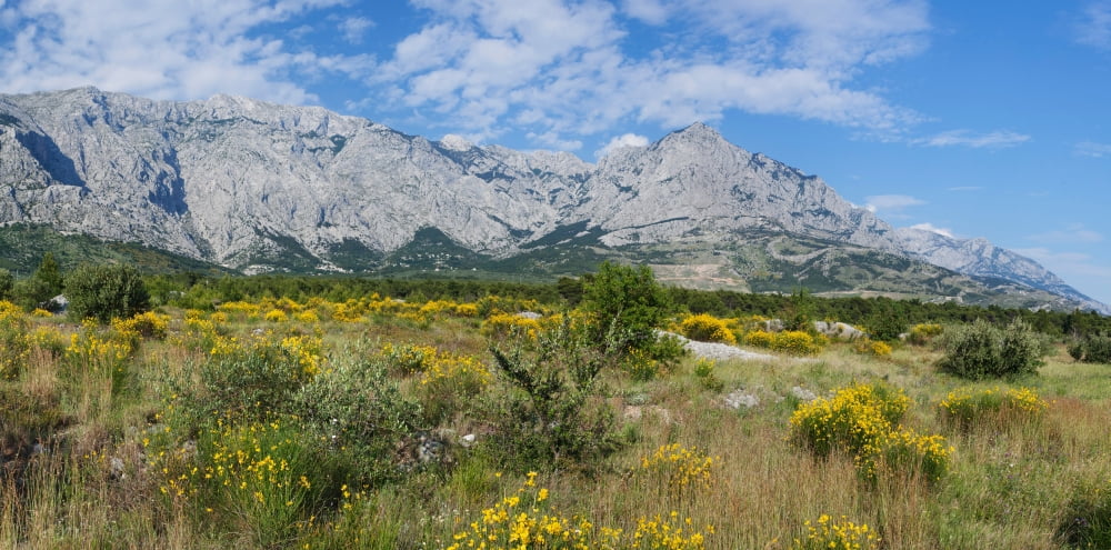 Flowering broom Biokovo Mountain Makarska Riviera Dalmatia Croatia Canvas Art - Panoramic Images (36 x 12)