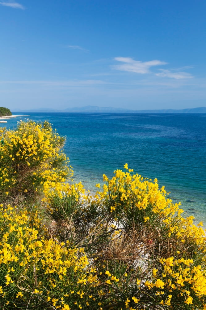 Flowering broom at coastal landscape Makarska Riviera Dalmatia Croatia Canvas Art - Panoramic Images (27 x 9)