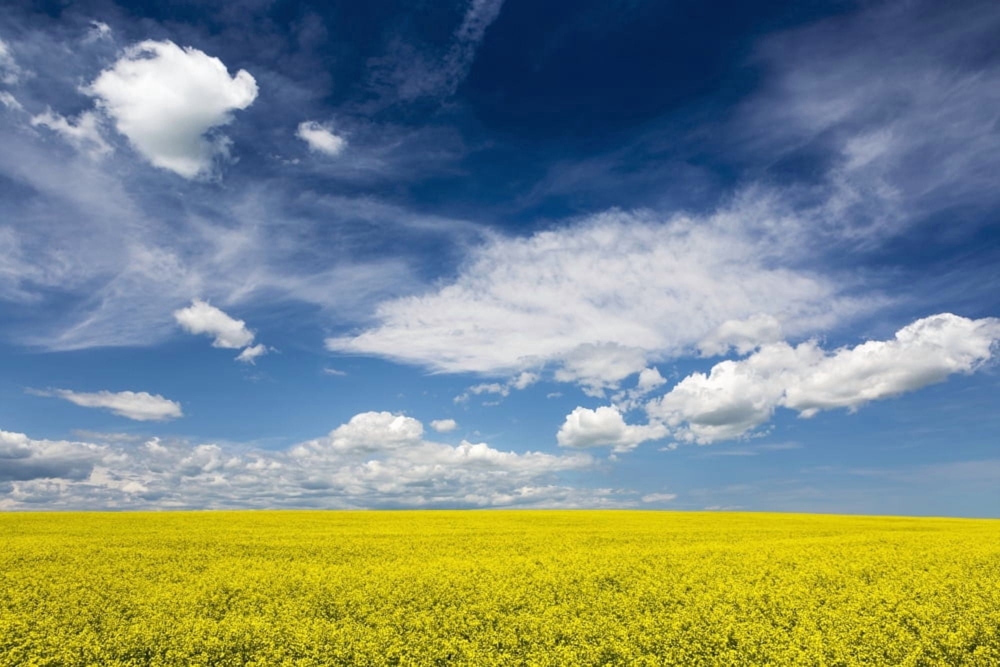 Flowering canola field with clouds and blue sky Alberta Canada Canvas Art - Michael Interisano Design Pics (38 x 24)