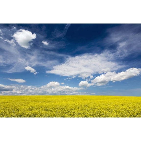 Flowering canola field with clouds and blue sky Alberta Canada Canvas Art - Michael Interisano Design Pics (38 x 24)